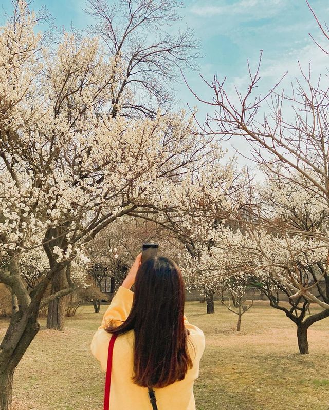 창덕궁 매화 스팟 지도로 공유해요!