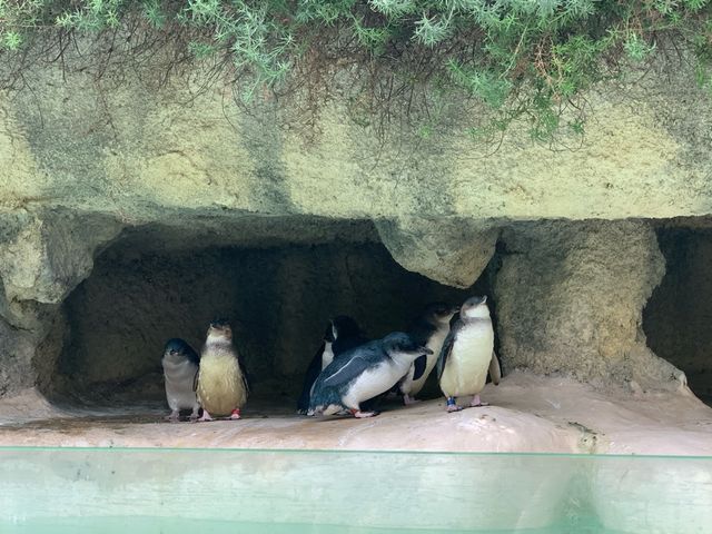 西澳珀斯動物園（Perth Zoo）🐨🐒🐯🦁🐷🐮🦒🦨🦜