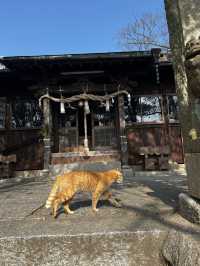 男木島🐈