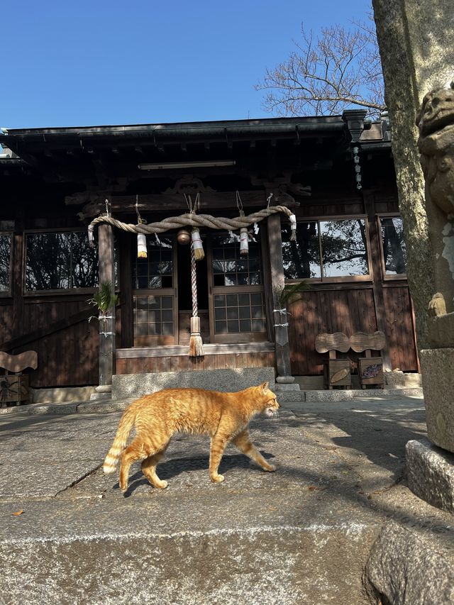 男木島🐈