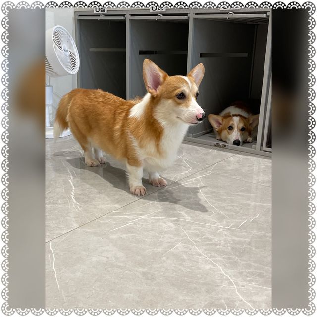 （台南/安平區）可愛的科基犬咖啡廳-corgi u tea柯基找茶