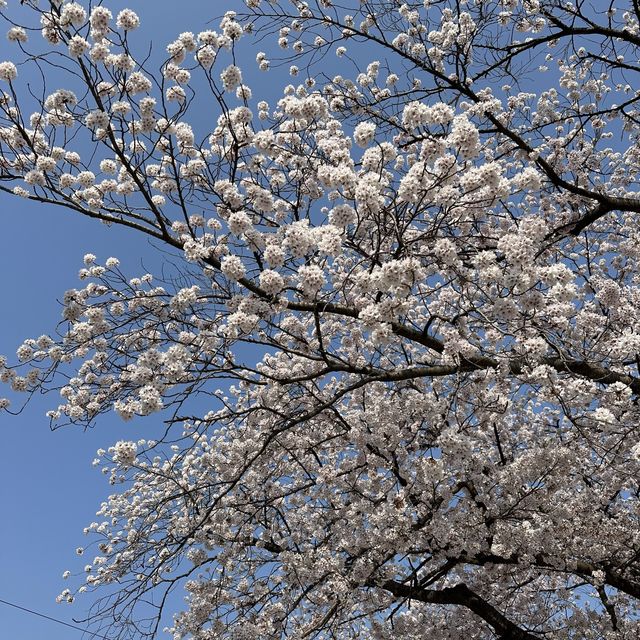 벚꽃피는 시즌에 가야하는 벚꽃맛집 숙소🌸