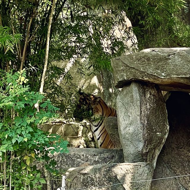 สวนสัตว์เปิดเขาเขียว จังหวัดชลบุรี