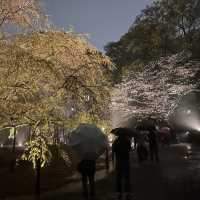 六義園夜櫻