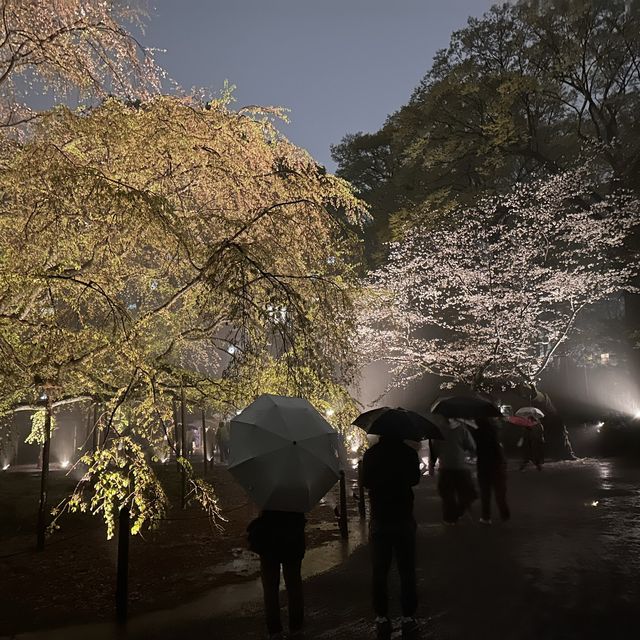 六義園夜櫻