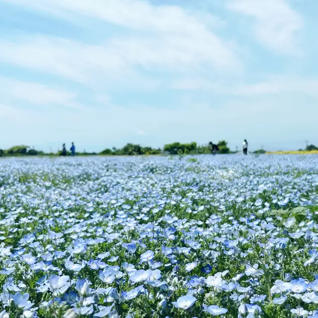 Spring Flowers 