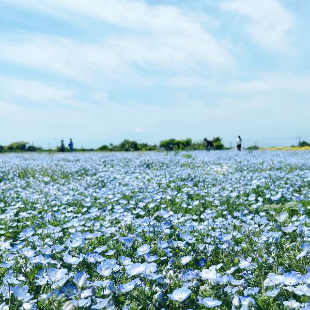 Spring Flowers 