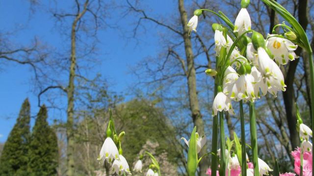 IT'S BLOOMING SEASON IN KEUKENHOF NETHERLANDS