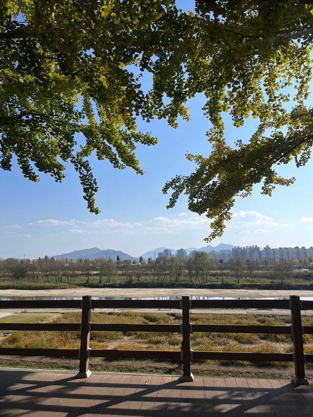 서울 근교 아산 산책하기 좋은 곡교천 은행나무길🍂