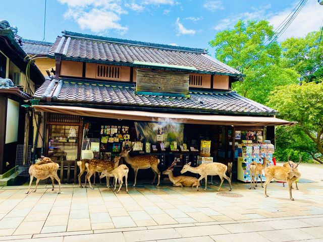 Feeding the deer in Nara 