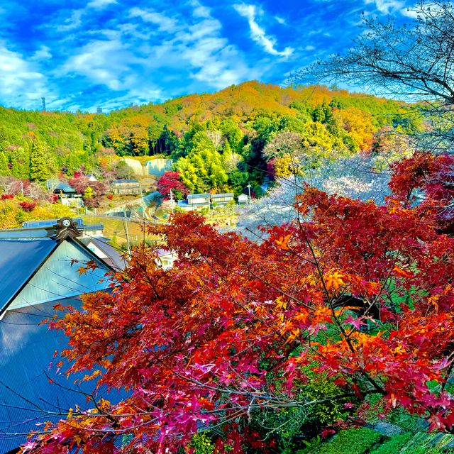 四季桜公園