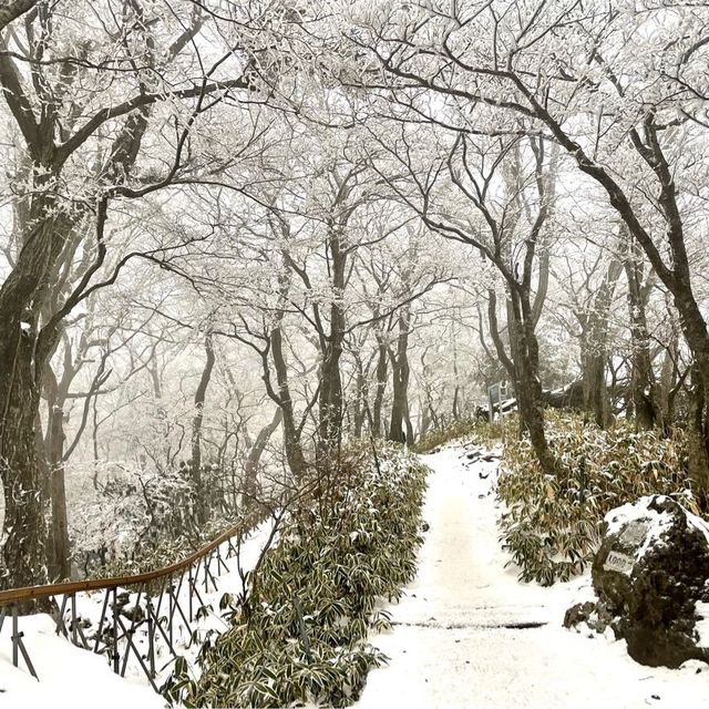 제주 🗻한라산🗻관음사(삼각봉) 등산(왕복6시간)