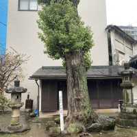 名古屋稻荷狐狸 富士淺間神社