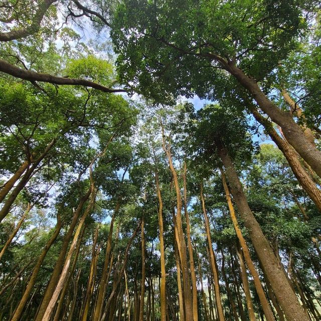 香港限定：賞古蹟，2個小時走完4個水塘🏞😆