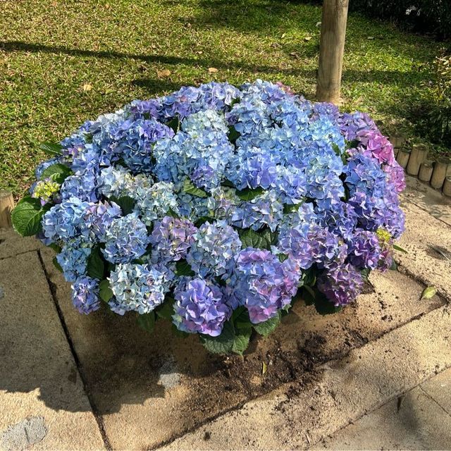 春回大地 - 賞花的好時節