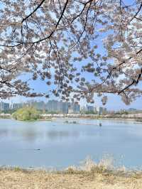 수원 벚꽃명소 🌸만석공원🌸