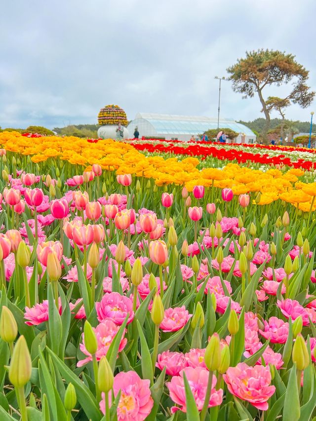 알록달록한 튤립이 가득🌷💞