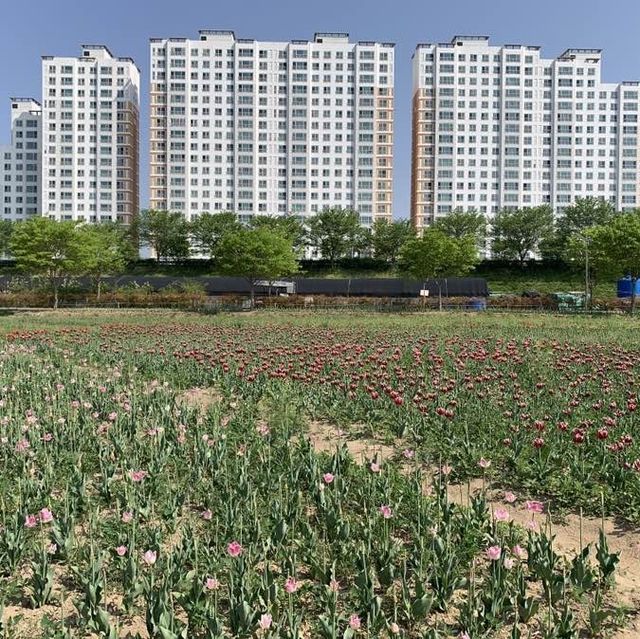 노랗게 핀 유채꽃과 알록달록한 튤립으로 가득한 창녕 남지 유채밭