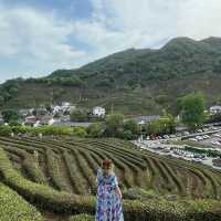 The dreamy teas gardens of Hangzhou 