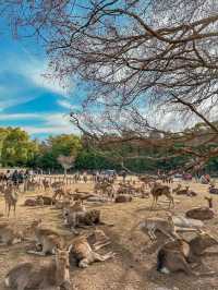 Friendly deer at Nara Park 