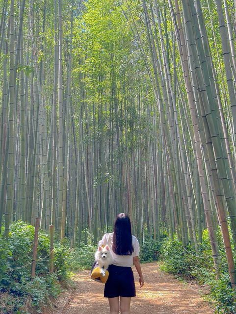 내가 여름의 담양을 좋아하는 이유🍃💚