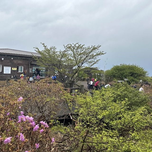 다양한 식생식물과 동물을 만날 수 있는 ⛰️ 한라산 성판악 코스