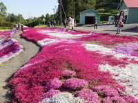 🌸少女心爆發的芝櫻之旅🌸