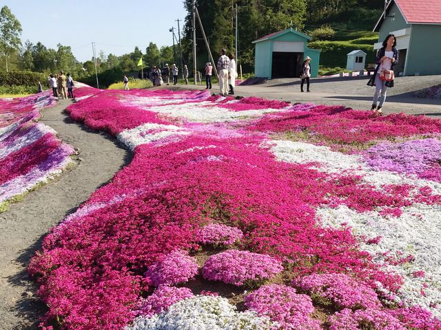 🌸少女心爆發的芝櫻之旅🌸