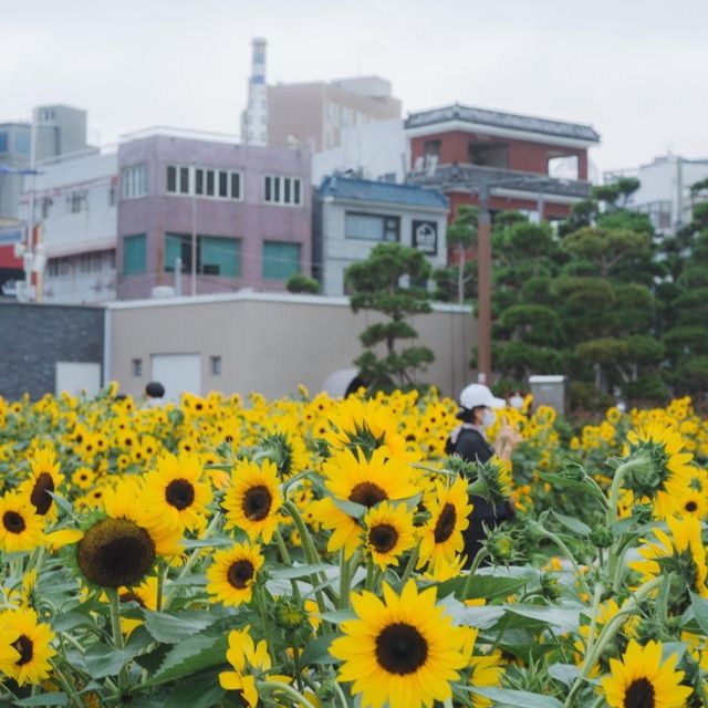 부산 해바라기명소 광안리 해수욕장 