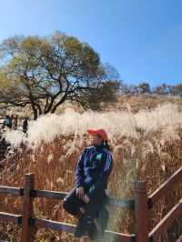 [경기도] 포천 억새밭이 가득한 명성산🏔️