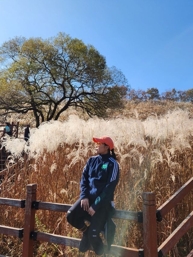 [경기도] 포천 억새밭이 가득한 명성산🏔️