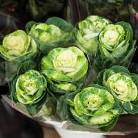 Unique Quirky Plants at Mongkok Flower Market