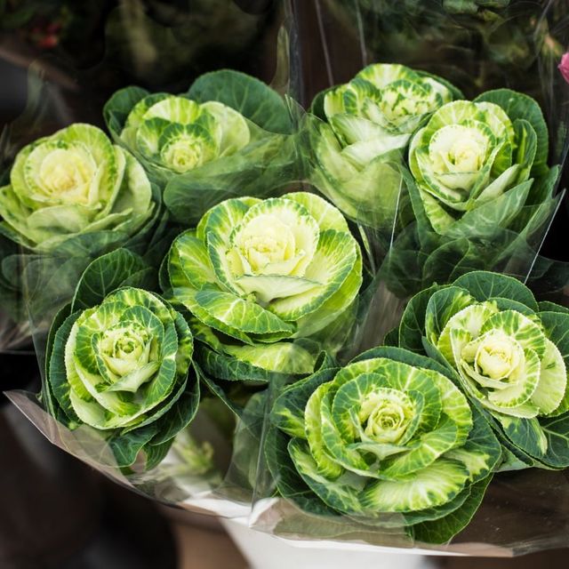 Unique Quirky Plants at Mongkok Flower Market