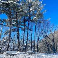 ❄️눈이 내려앉은 인제 원대리 자작나무 숲