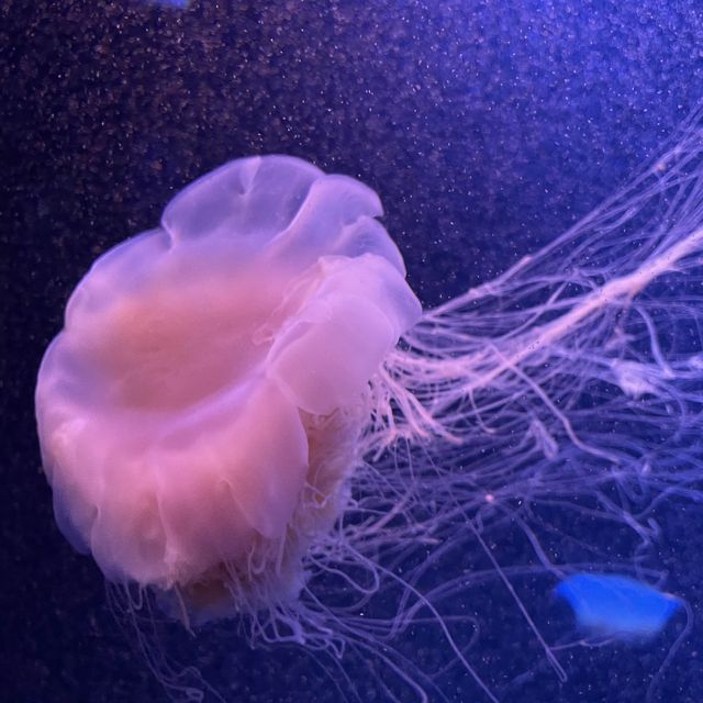🇯🇵福岡東區海之中道 海洋世界與魚同游🐠