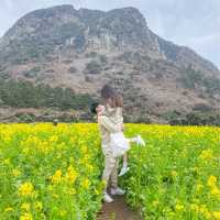 산방산과 유채 