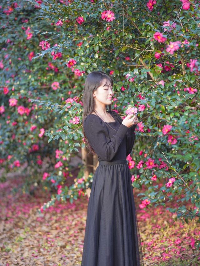 겨울에도 봄에도 부산 동백꽃🌺