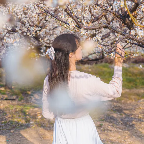 🌸봄의 매화가 가득히 피어난 부산 봄 여행지 [기장, 매화원]🌸