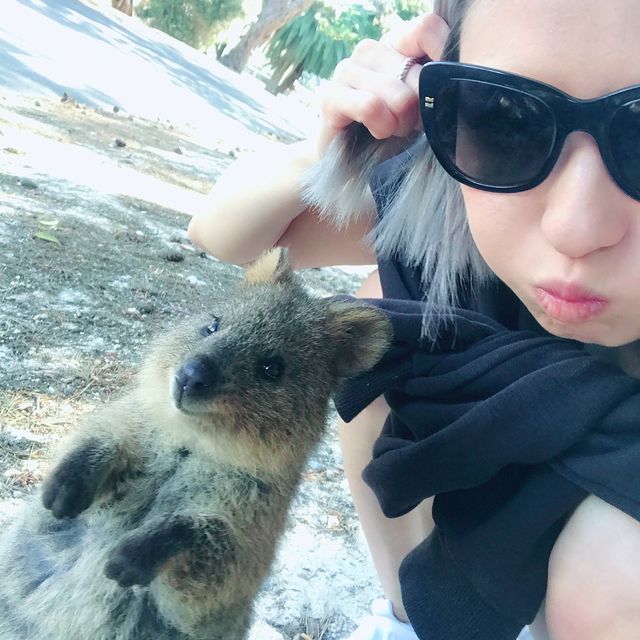 羅特尼斯島Rottnest Island｜伯斯推薦必玩景點！