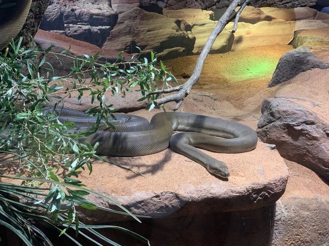 西澳珀斯動物園（Perth Zoo）🐨🐒🐯🦁🐷🐮🦒🦨🦜