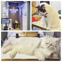 高質😋抵食🐈貓Cafe