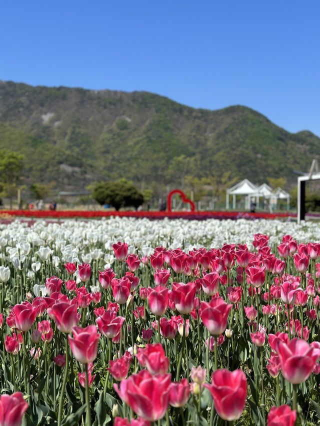 네덜란드 못지 않는 튤립 천국🌷