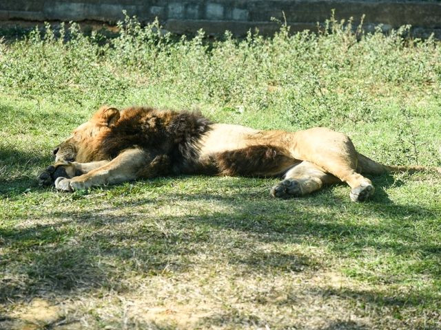 【新竹】六福村動物園 🐅 捕捉動物生活瞬間