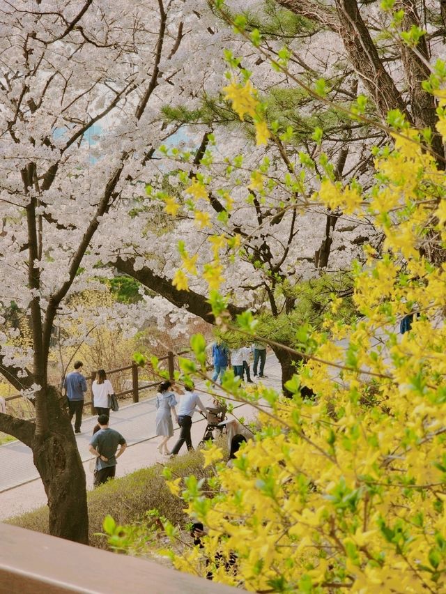 봄꽃 가득해 인기만점인 북서울꿈의숲🌱🌺🪻
