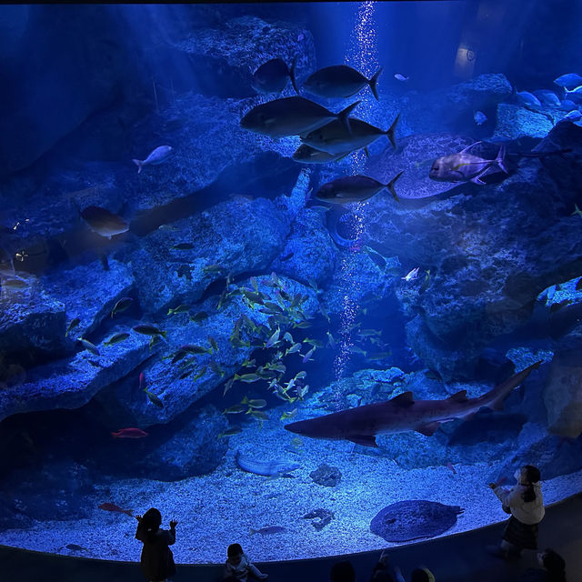 水母主打～墨田水族館