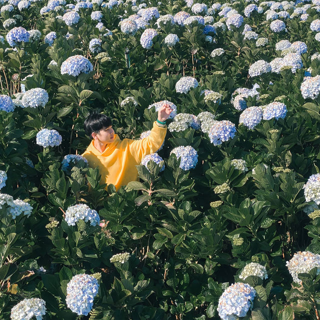 Dalat City 🌷🌷🌷Romantic city 