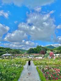 🌹과천 장미축제 - 서울대공원 장미원🌹