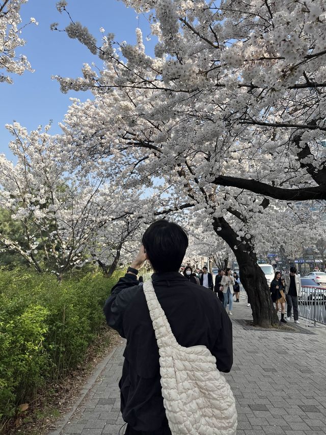 만개한 벚꽃은 여의도 한강공원에서!