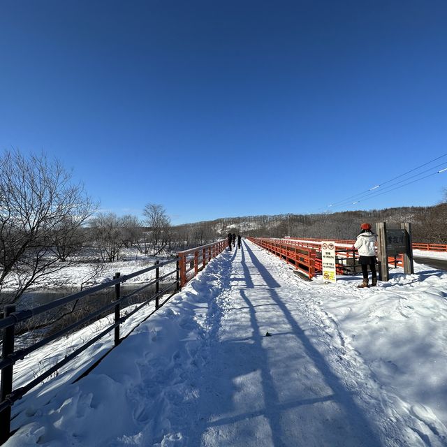 【北海道】タンチョウの寝床をみてみよう!音羽橋 【北海道】タンチョウの寝床をみてみよう!音羽橋