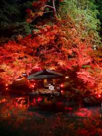 【これが無料で見れる！？🍁】八芳園で開催中の紅葉ライトアップが美しすぎる！✨
